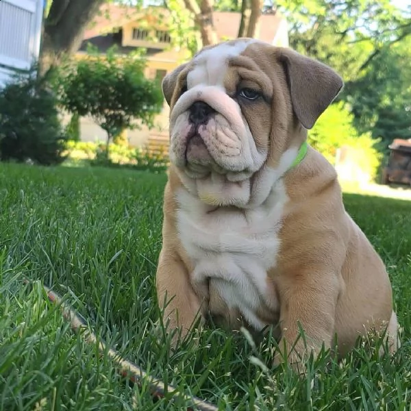 regalo bulldog inglese cuccioli con pedigree bulldog inglese pelo corto taglia piccola molto belli .