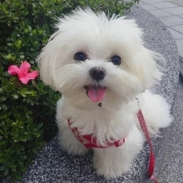 regalo piccoli cuccioli di maltese toy, i cuccioli verranno consegnati con microchip vaccini svermin