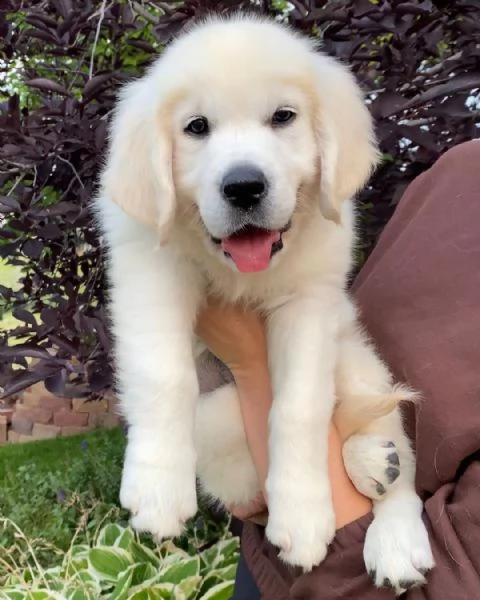 abbiamo bellissimi cuccioli di golden retriever che sono pronti per andare in case amorevoli con un 