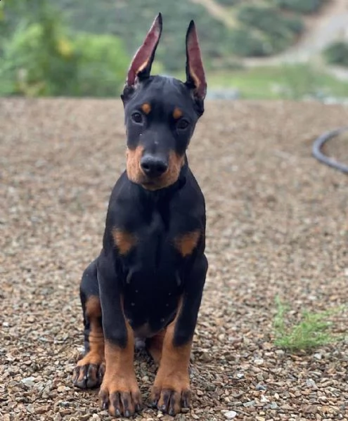 adorabili cuccioli di doberman pinscher predisposti per l'adozione, sono gabbie domestiche aggiornat