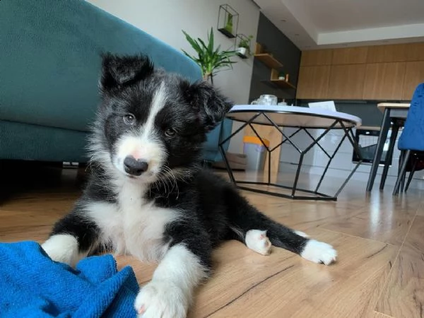 adorabili cuccioli di border collie femminucce e maschietti disponibili . i cuccioli sono vaccinati 