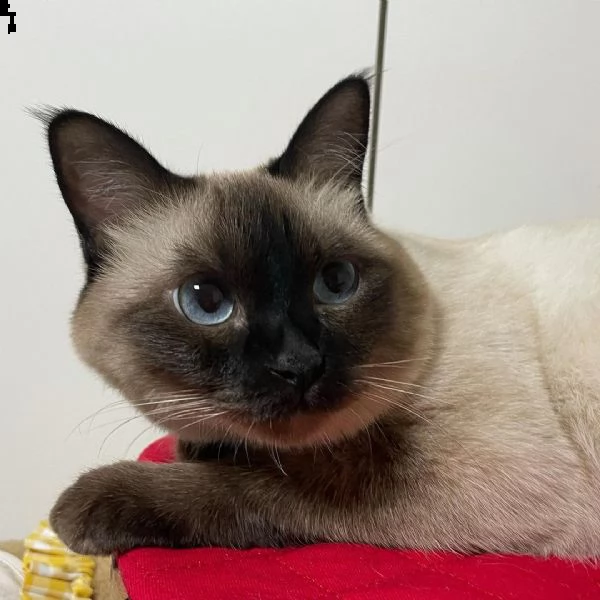 consegna gattini di siamese regalo con libretto sanitario,   microchip, vaccinato e sverminato.   i 