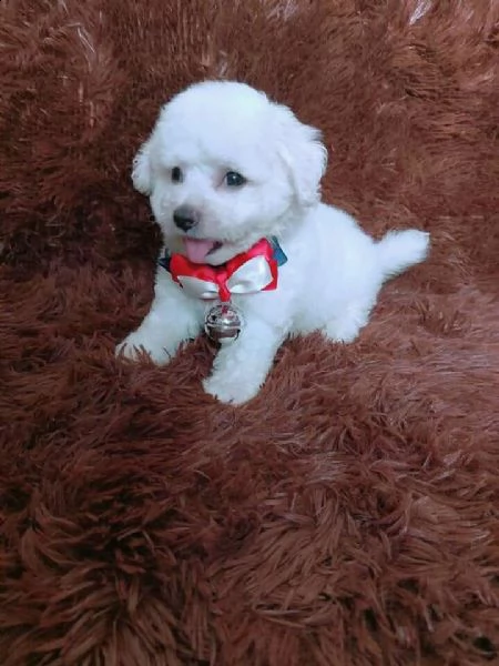     regalo bichon