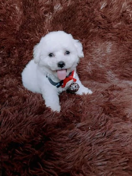     regalo bichon | Foto 0