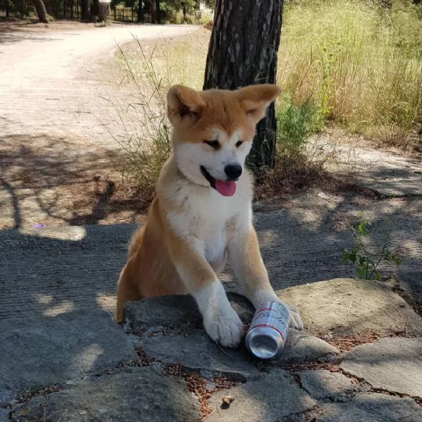 regalo due cuccioli di shiba inu per l'adozione disponibili per una buona case, i cuccioli sono ben 