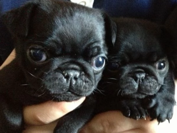  cuccioli di carlino  | Foto 0