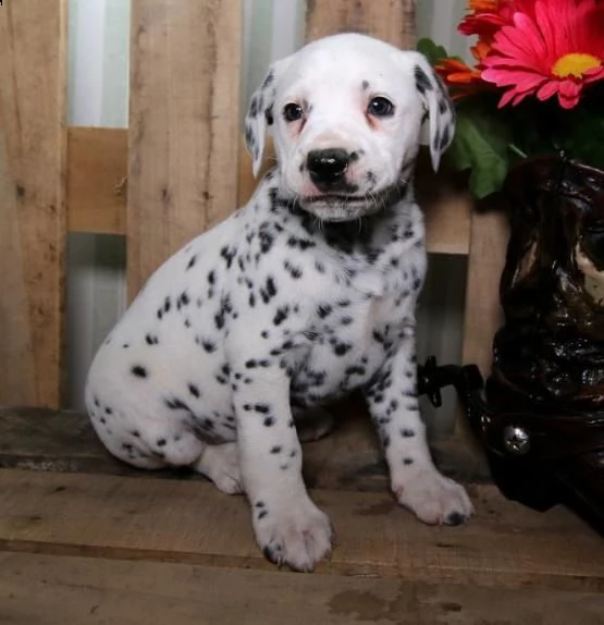 adorabili cuccioli di dalmata messi in adozione, 