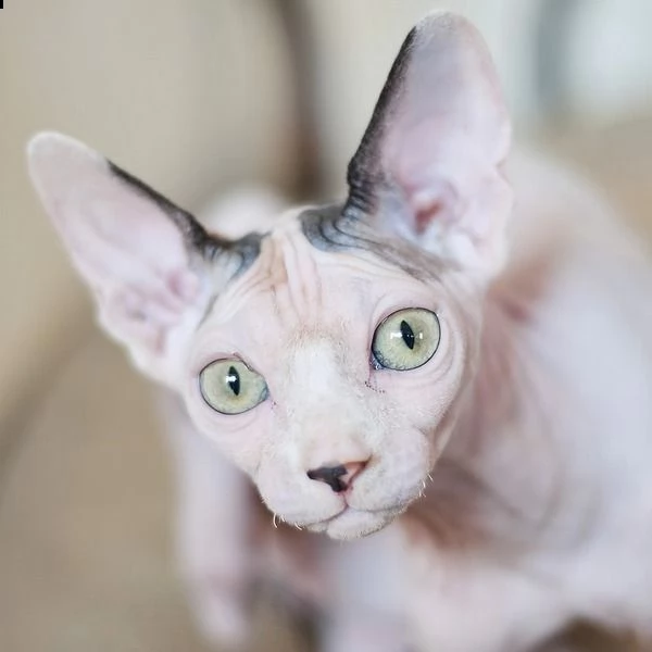 gattini sphynx con occhi azzurri  | Foto 0