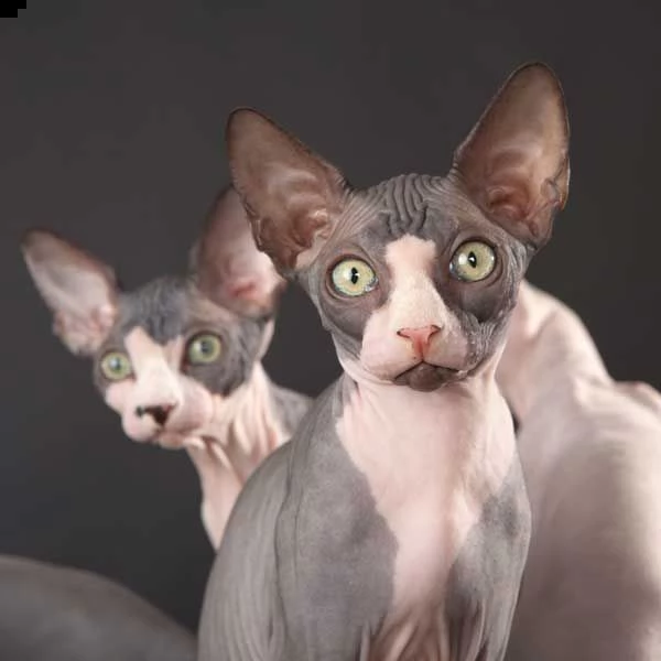 gattini sphynx con occhi azzurri 