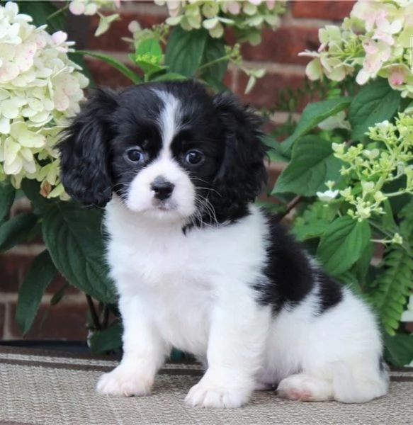  regalo cavalier king cuccioli meravigliosi !  nati in casa da nostri esemplari ipertipici carattere