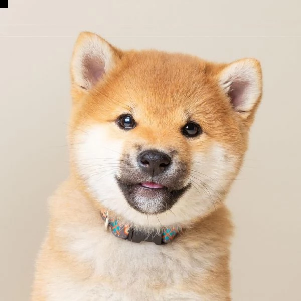 regalo due cuccioli di shiba inu per l'adozione disponibili per una buona case, i cuccioli sono ben 