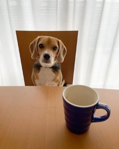 regalo cuccioli dolce e bella beagle stiamo dando questi nostri cuccioli sani maschi e femmine in un