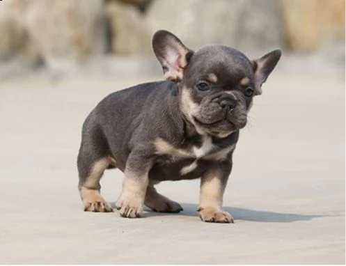  cuccioli di bulldog francese per l'adozione