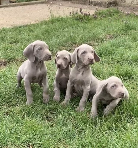  cuccioli di weimaraner per adozione