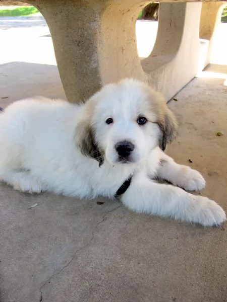 splendidi cuccioli di cane da montagna dei pirenei | Foto 0