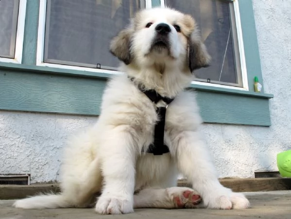 splendidi cuccioli di cane da montagna dei pirenei