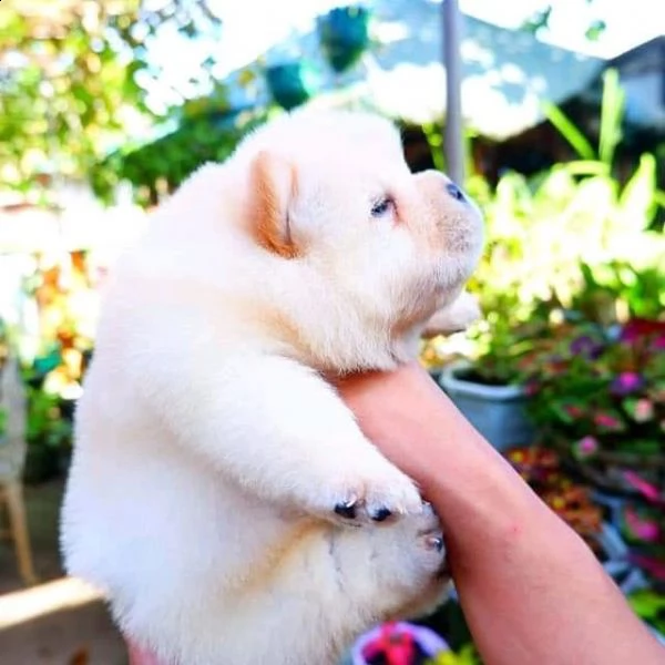 adorabili cuccioli di chow chow impostati per l'adozione, 