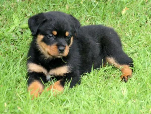 adorabili cuccioli di rottweiller impostati per l'adozione