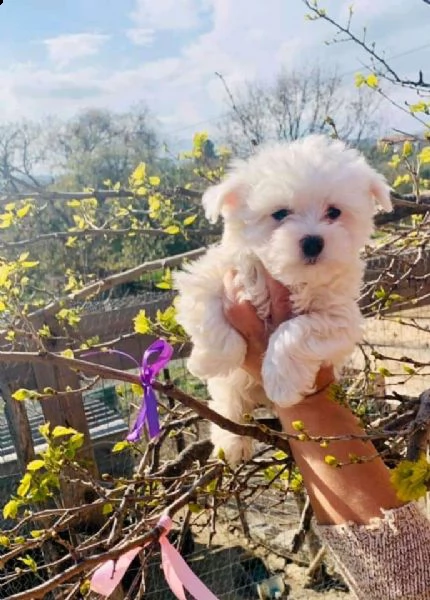 bellissimi cuccioli di maltese 