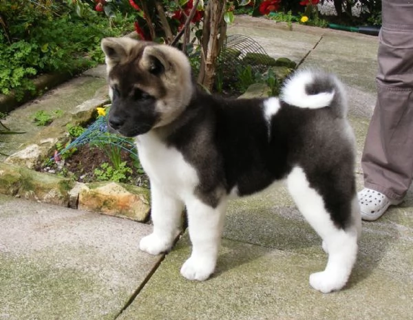 regalo cuccioli di akita inu 