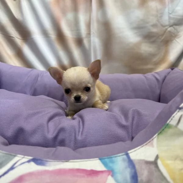 cucciola di Chihuahua crema femmina | Foto 2