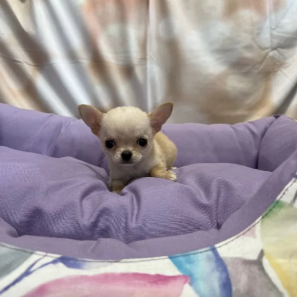 cucciola di Chihuahua crema femmina | Foto 1