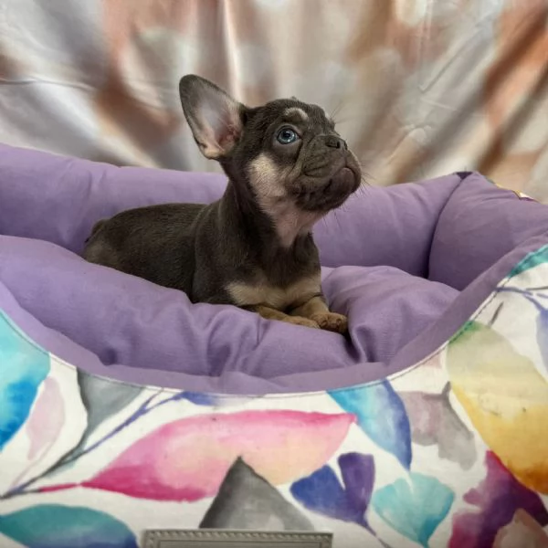 cucciola di Bouledogue Francese blu e tan femmina