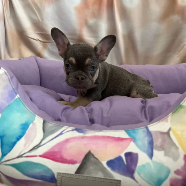 cucciola di Bouledogue Francese blu e tan femmina  | Foto 1