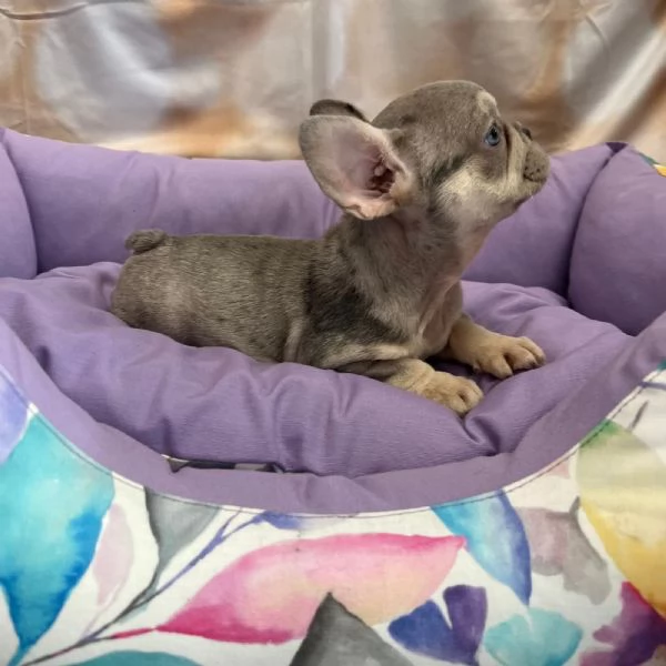 cucciola di Bouledogue Francese lilac merle femmina