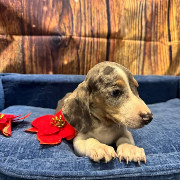 cucciolo di Bassotto piebald maschio