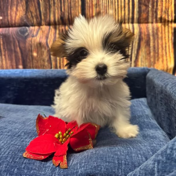 cucciolo di Yorkshire terrier Biewer maschio | Foto 0