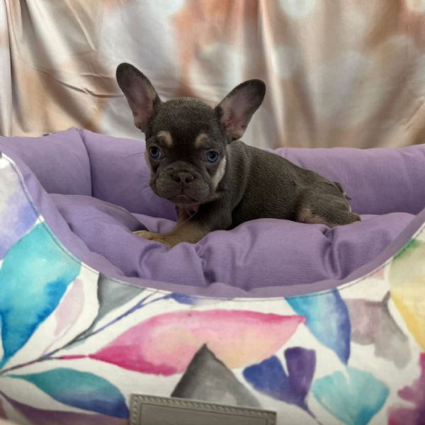 cucciola di Bouledogue Francese blu e tan femmina | Foto 1