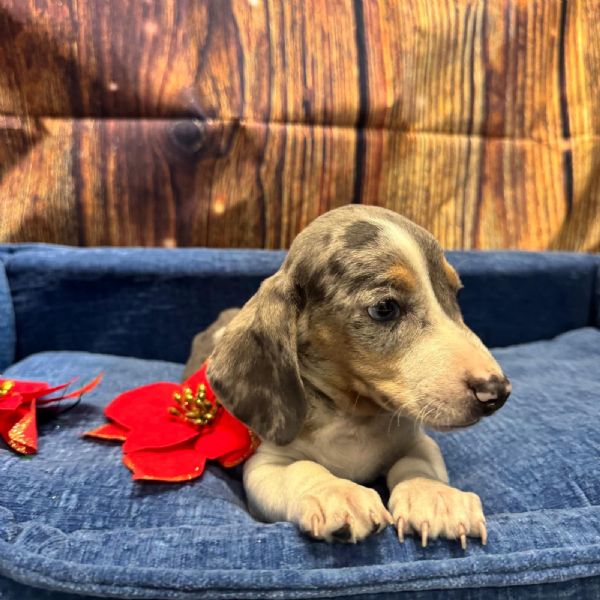 cucciolo di Bassotto piebald maschio | Foto 1