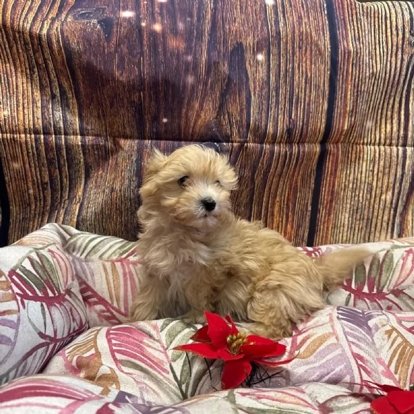  cucciola di Maltipoo crema femmina | Foto 1