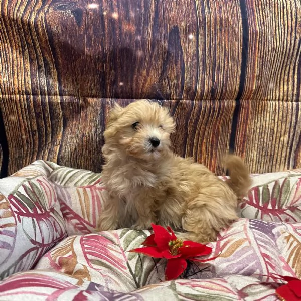  cucciola di Maltipoo crema femmina