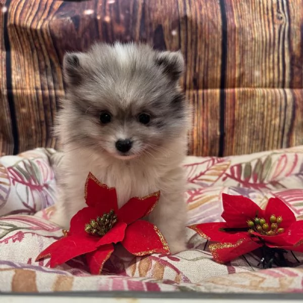  cucciola di Volpino di Pomerania bianco e blu femmina  | Foto 2