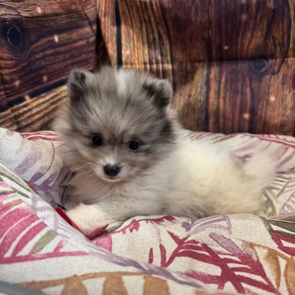  cucciola di Volpino di Pomerania bianco e blu femmina  | Foto 0