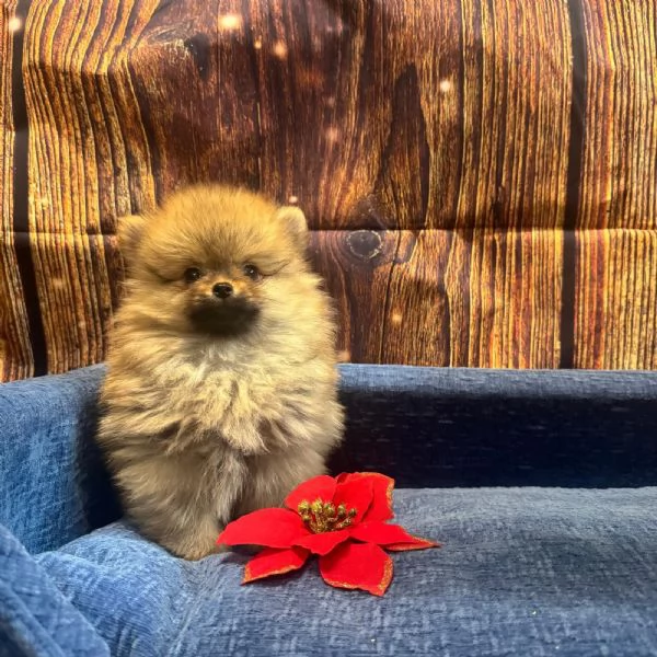 cucciolo di Volpino di Pomerania fulvo maschio