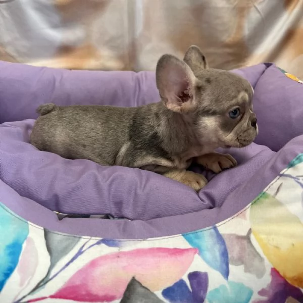 cucciola di Bouledogue Francese lilac merle femmina