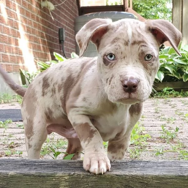  adorabili cuccioli di pitbull americano messi in adozione