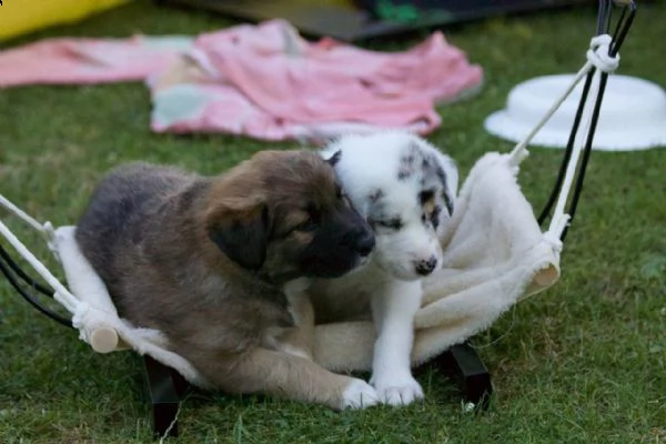 adorabili cuccioli di border collie  pronti per l'adozione