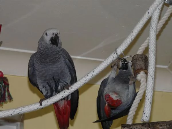 pappagallo african grey disponibile | Foto 1