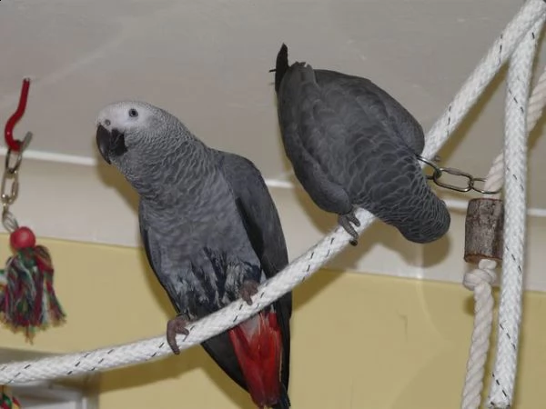 pappagallo african grey disponibile | Foto 0