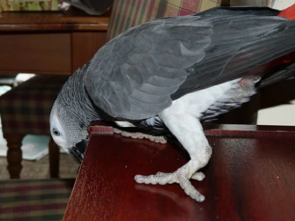 pappagallo african grey disponibile