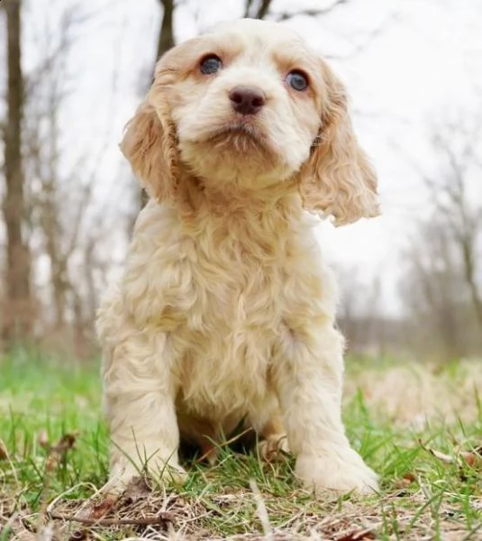 adorabili cuccioli di cocker spaniel pronti per l'adozione, 