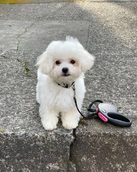 regalo bolognese cuccioli meravigliosi ! 