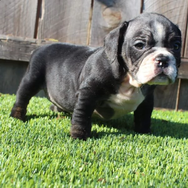 american bully | Foto 2