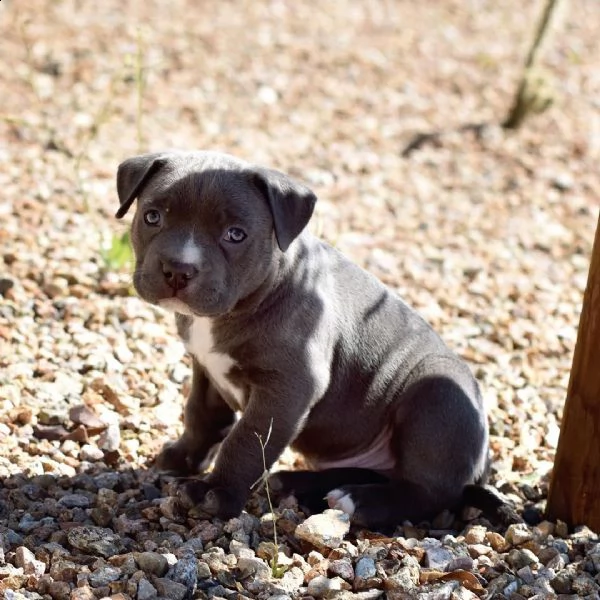 american bully