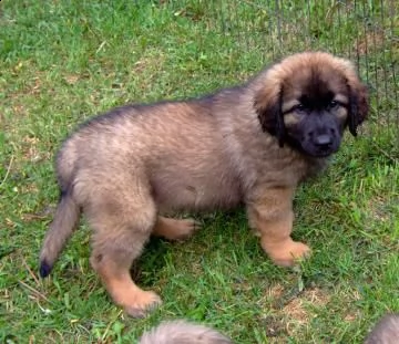 bellissimi cuccioli di leonberger | Foto 1