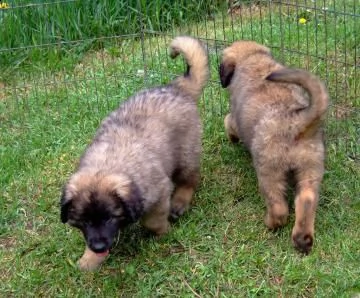 bellissimi cuccioli di leonberger